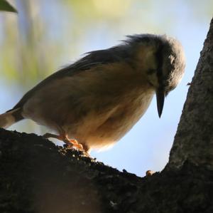 Wood Nuthatch