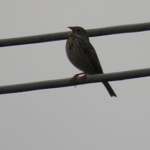 Corn Bunting