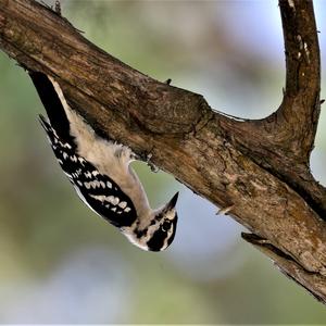 Downy Woodpecker