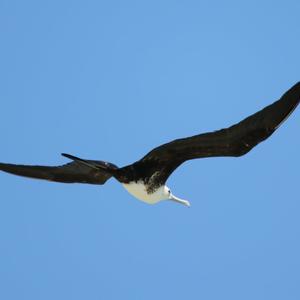 Magnificent Frigatebird