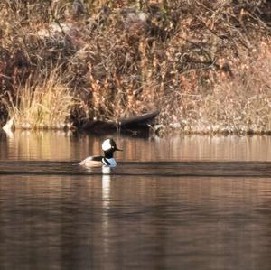 Hooded Merganser