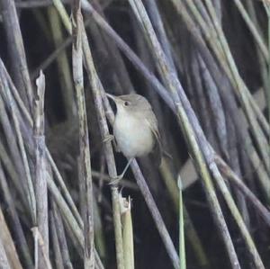 Eurasian Reed-warbler