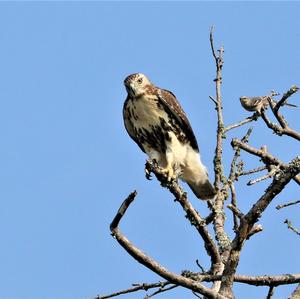 Rotschwanzbussard