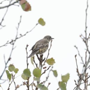 Mistle Thrush