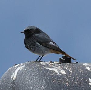 Black Redstart