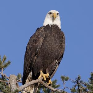 Weißkopfseeadler