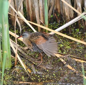 Clapper Rail