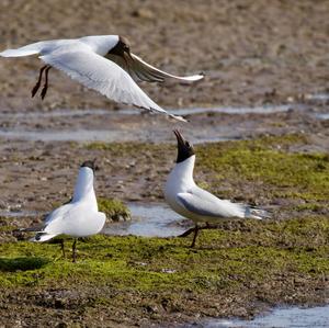 Black-headed Gull