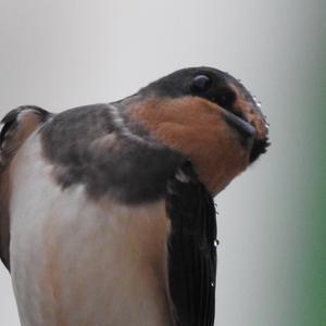 Barn Swallow