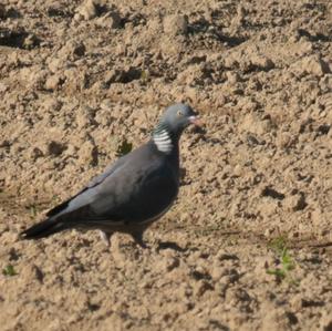 Common Wood-pigeon