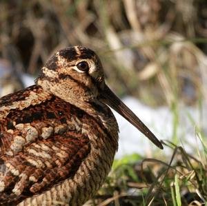 Eurasian Woodcock