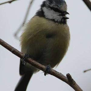 Blue Tit