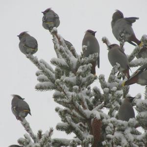 Bohemian Waxwing