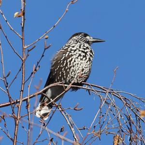 Spotted Nutcracker