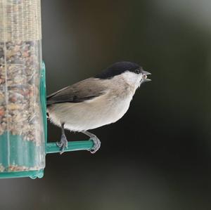 Marsh Tit