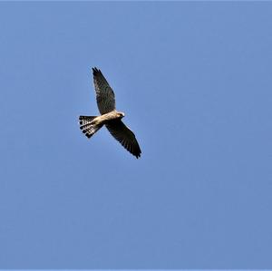 Common Kestrel