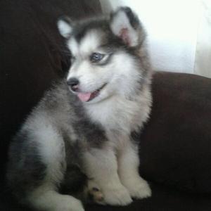 Alaskan Malamute