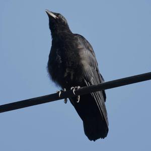 Carrion Crow