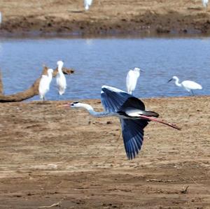 Grey Heron