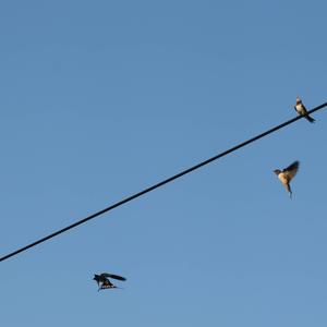 Barn Swallow