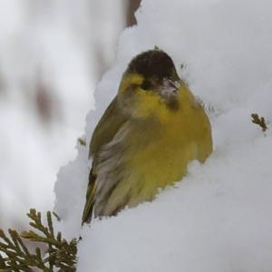 Eurasian Siskin