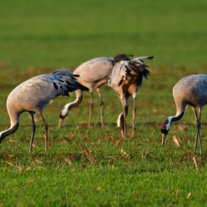 Common Crane