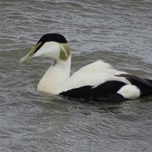 Common Eider