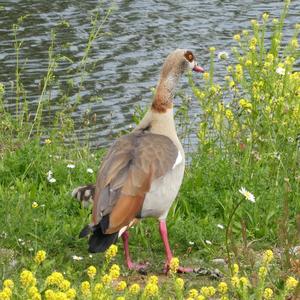 Nilgans