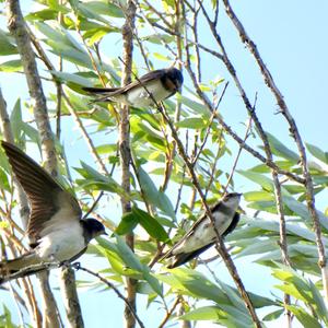 Barn Swallow