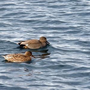 Gadwall