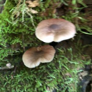 Fawn Mushroom