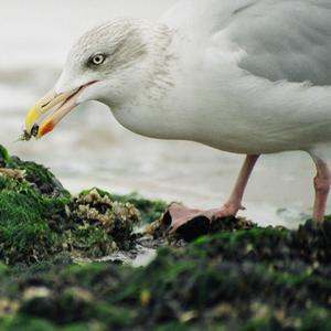 Herring Gull