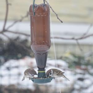 Eurasian Tree Sparrow