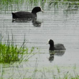 Common Coot