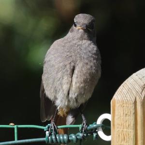 Black Redstart