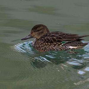 Common Teal