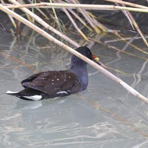 Common Moorhen