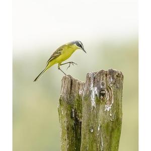 Yellow Wagtail