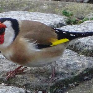 European Goldfinch