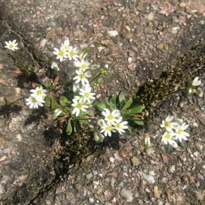 Chickweed  (Common)