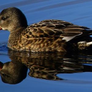 Gadwall