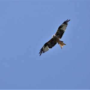 Red Kite