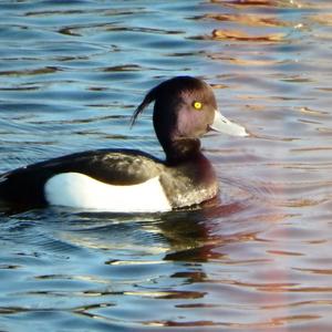 Tufted Duck