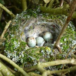 Eurasian Chaffinch