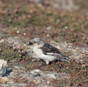 Snow Bunting