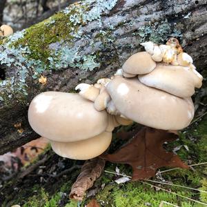 Oyster Mushroom