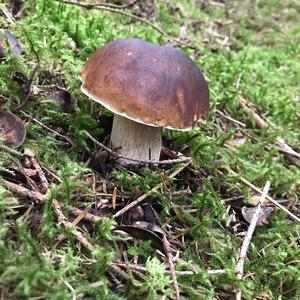 King Bolete