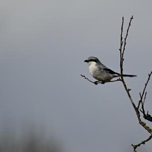 Great Grey Shrike