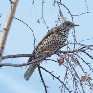 Mistle Thrush