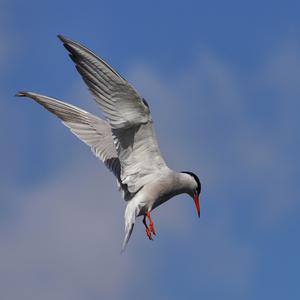 Common Tern